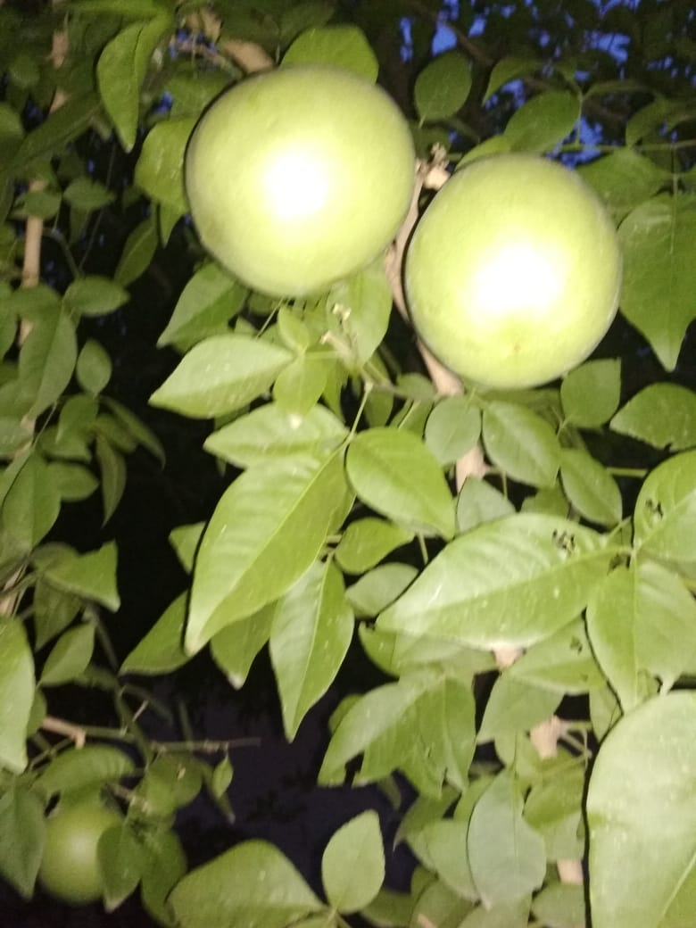 Sapling